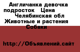 Англичанка девочка подросток › Цена ­ 20 000 - Челябинская обл. Животные и растения » Собаки   